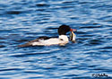 Mergus merganser